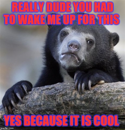 Confession Bear Meme | REALLY DUDE YOU HAD TO WAKE ME UP FOR THIS; YES BECAUSE IT IS COOL | image tagged in memes,confession bear | made w/ Imgflip meme maker