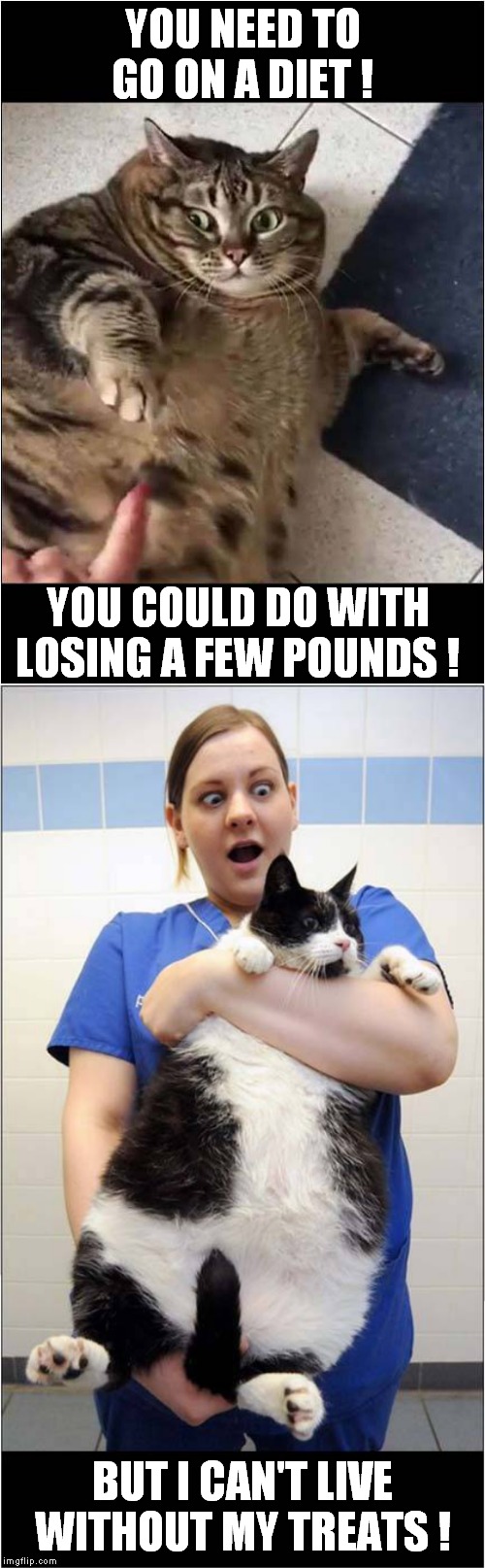 Fat Cats ! | YOU NEED TO GO ON A DIET ! YOU COULD DO WITH LOSING A FEW POUNDS ! BUT I CAN'T LIVE WITHOUT MY TREATS ! | image tagged in cats,fat cats,dieting | made w/ Imgflip meme maker