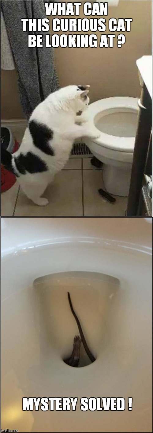 Toilet Nightmare ! | WHAT CAN THIS CURIOUS CAT BE LOOKING AT ? MYSTERY SOLVED ! | image tagged in cats,toilet | made w/ Imgflip meme maker