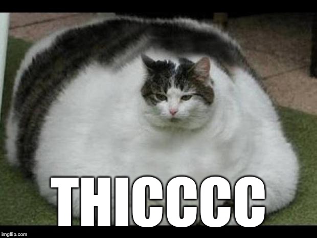fat cat 2 | THICCCC | image tagged in fat cat 2 | made w/ Imgflip meme maker