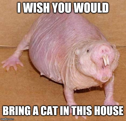 Jroc113 | I WISH YOU WOULD; BRING A CAT IN THIS HOUSE | image tagged in naked mole rat | made w/ Imgflip meme maker