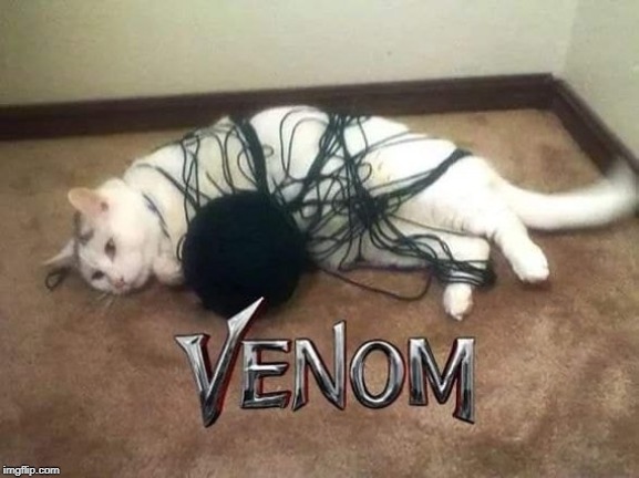 Cat-Venom! Coming Soon! | image tagged in funny,cats,venom,reality,black,real life | made w/ Imgflip meme maker