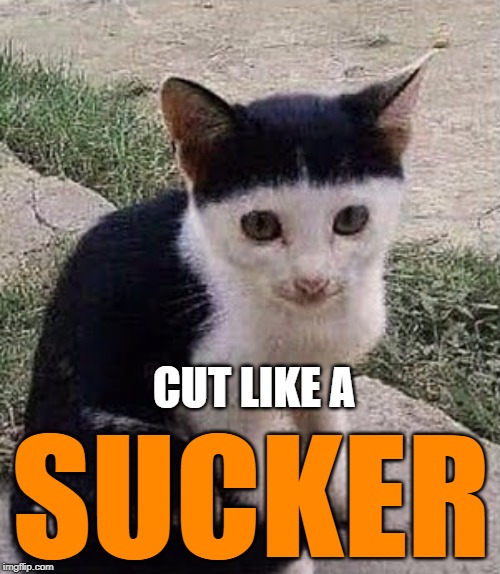 CUT LIKE A; SUCKER | image tagged in funny,cats,haircut,sucker,like,cut | made w/ Imgflip meme maker
