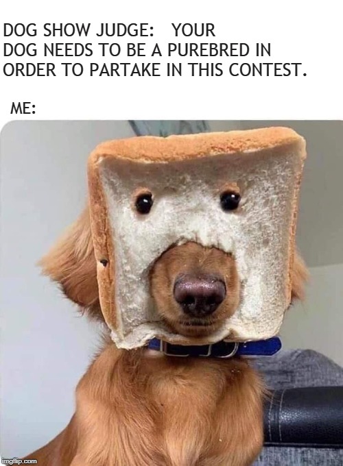 Loafshire Terrier | DOG SHOW JUDGE:   YOUR DOG NEEDS TO BE A PUREBRED IN ORDER TO PARTAKE IN THIS CONTEST. ME: | image tagged in memes,dogs,dog,bread,animals,funny | made w/ Imgflip meme maker