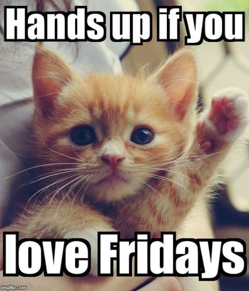 friday | image tagged in cute cat,friday | made w/ Imgflip meme maker