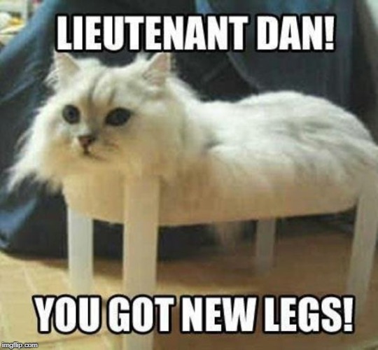 you got legs | image tagged in new legs,cat humor | made w/ Imgflip meme maker