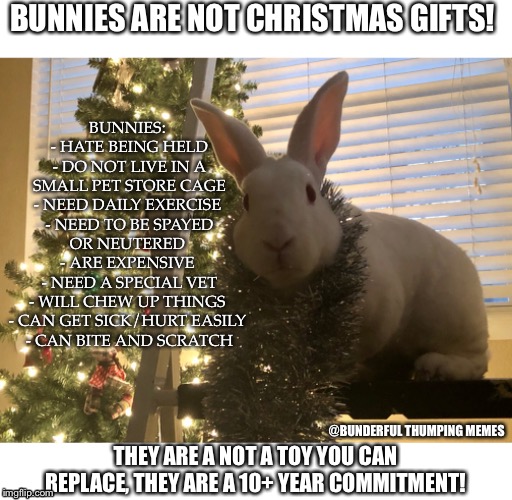 bunnies are not christmas gifts | BUNNIES ARE NOT CHRISTMAS GIFTS! BUNNIES: 
- HATE BEING HELD
- DO NOT LIVE IN A SMALL PET STORE CAGE
- NEED DAILY EXERCISE 
- NEED TO BE SPAYED OR NEUTERED 
- ARE EXPENSIVE 
- NEED A SPECIAL VET
- WILL CHEW UP THINGS 
- CAN GET SICK/HURT EASILY 
- CAN BITE AND SCRATCH; @BUNDERFUL THUMPING MEMES; THEY ARE A NOT A TOY YOU CAN REPLACE, THEY ARE A 10+ YEAR COMMITMENT! | image tagged in christmas,bunny,easter bunny,rabbit,rabbits | made w/ Imgflip meme maker