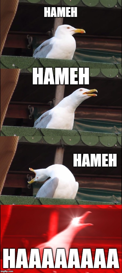 Inhaling Seagull | HAMEH; HAMEH; HAMEH; HAAAAAAAA | image tagged in memes,inhaling seagull | made w/ Imgflip meme maker