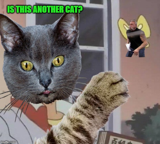 IS THIS ANOTHER CAT? | made w/ Imgflip meme maker