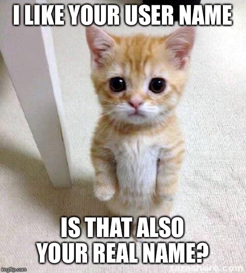 Cute Cat Meme | I LIKE YOUR USER NAME IS THAT ALSO YOUR REAL NAME? | image tagged in memes,cute cat | made w/ Imgflip meme maker