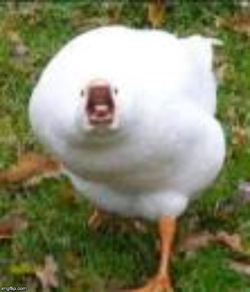 Screaming Duck Original | image tagged in sreaming duck original | made w/ Imgflip meme maker