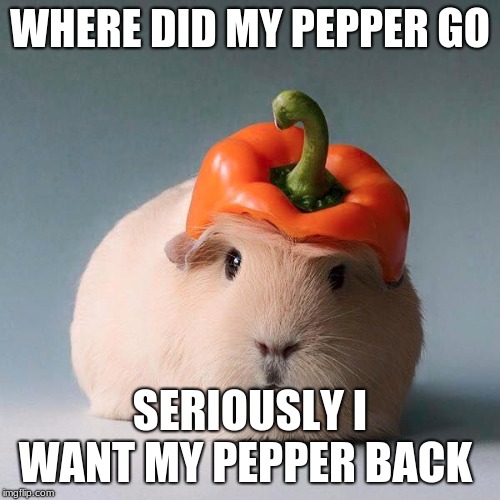 Guinea pig with vegetable | WHERE DID MY PEPPER GO; SERIOUSLY I WANT MY PEPPER BACK | image tagged in guinea pig with vegetable | made w/ Imgflip meme maker