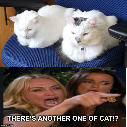 To be continued??? | THERE’S ANOTHER ONE OF CAT!? | image tagged in smudge the cat,woman yelling at cat,ahahaa | made w/ Imgflip meme maker