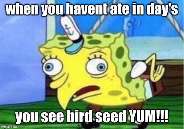 Mocking Spongebob | when you havent ate in day's; you see bird seed YUM!!! | image tagged in memes,mocking spongebob | made w/ Imgflip meme maker