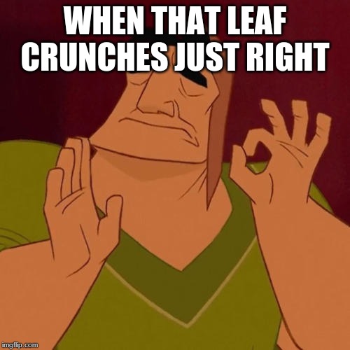 Am I the only one? | WHEN THAT LEAF CRUNCHES JUST RIGHT | image tagged in when x just right,leaves | made w/ Imgflip meme maker