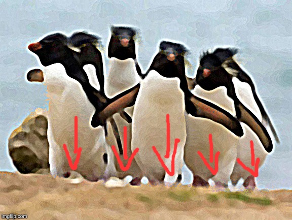 image tagged in memes,penguin gang | made w/ Imgflip meme maker