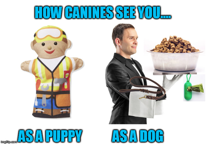 Know your role, human | HOW CANINES SEE YOU.... AS A PUPPY            AS A DOG | image tagged in dog,dogs,puppy,cute puppies,pets | made w/ Imgflip meme maker