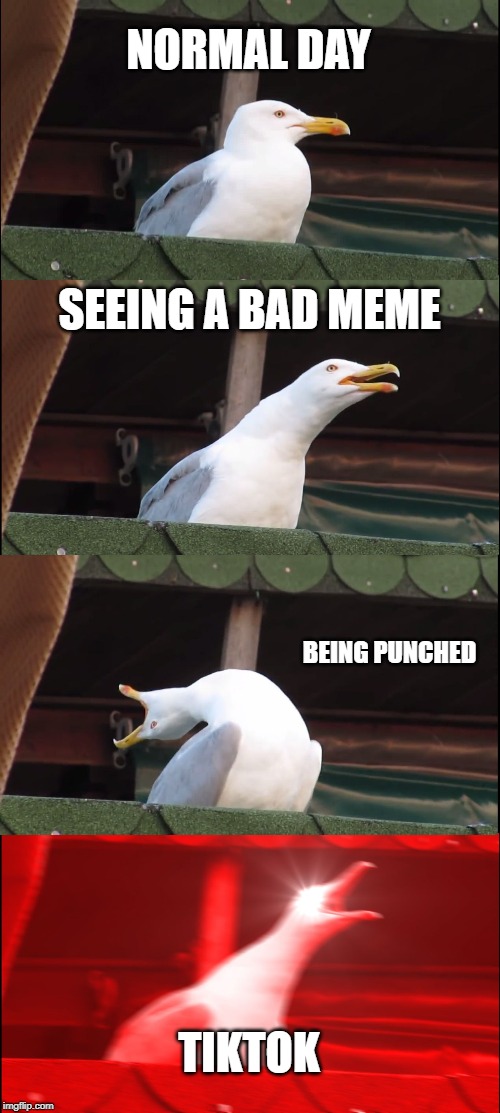 Inhaling Seagull | NORMAL DAY; SEEING A BAD MEME; BEING PUNCHED; TIKTOK | image tagged in memes,inhaling seagull | made w/ Imgflip meme maker