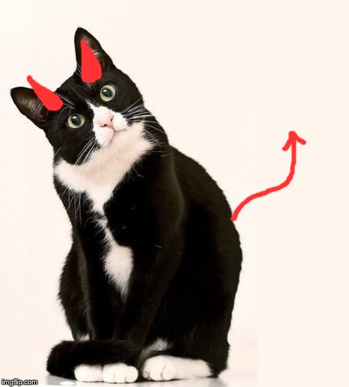 Tuxedo Cat | image tagged in tuxedo cat | made w/ Imgflip meme maker