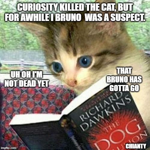 Curiosity | CURIOSITY KILLED THE CAT, BUT FOR AWHILE I BRUNO  WAS A SUSPECT. UH OH I'M NOT DEAD YET; THAT BRUNO HAS GOTTA GO; CHIANTY | image tagged in dead | made w/ Imgflip meme maker