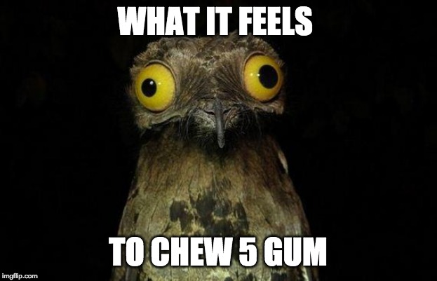 Weird Stuff I Do Potoo Meme | WHAT IT FEELS; TO CHEW 5 GUM | image tagged in memes,weird stuff i do potoo | made w/ Imgflip meme maker