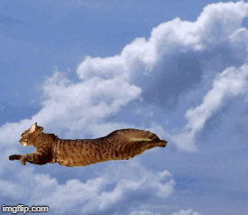 Flying Cat - Imgflip