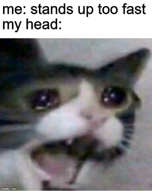 crying cat | me: stands up too fast
my head: | image tagged in crying cat | made w/ Imgflip meme maker