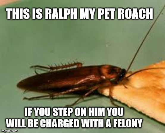 Federal Government works for me and my pets. | THIS IS RALPH MY PET ROACH; IF YOU STEP ON HIM YOU WILL BE CHARGED WITH A FELONY | image tagged in pets,cockroach,felony animal abuse | made w/ Imgflip meme maker