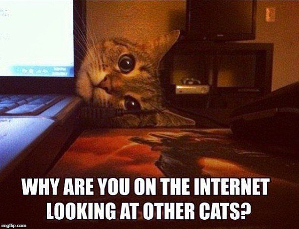 why?  Sniff, Sniff | image tagged in cat humor,sad cat,cheating on cat | made w/ Imgflip meme maker