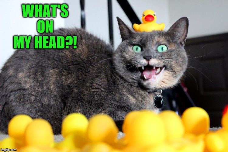 This cat sure knows how to use its head! Besides, the key to life is looking 'a-head'. Sorry for the bad puns, Imma 'head' out.. | WHAT'S ON MY HEAD?! | image tagged in ducks,rubber ducks,cats,head | made w/ Imgflip meme maker