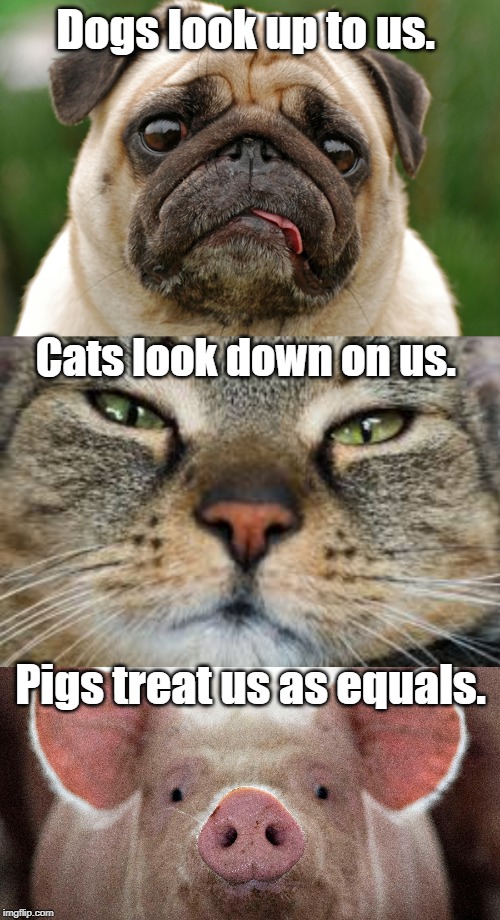 I am fond of pigs. | Dogs look up to us. Cats look down on us. Pigs treat us as equals. | image tagged in quotes | made w/ Imgflip meme maker