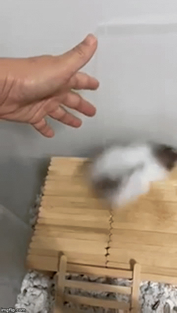 Running hamster image Blank Meme Template