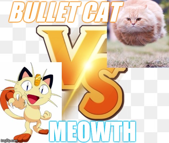 Meowth |  BULLET CAT; MEOWTH | image tagged in cat,cats are awesome | made w/ Imgflip meme maker