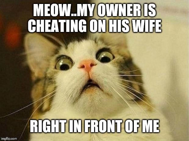 Jroc113 | MEOW..MY OWNER IS CHEATING ON HIS WIFE; RIGHT IN FRONT OF ME | image tagged in memes,scared cat | made w/ Imgflip meme maker