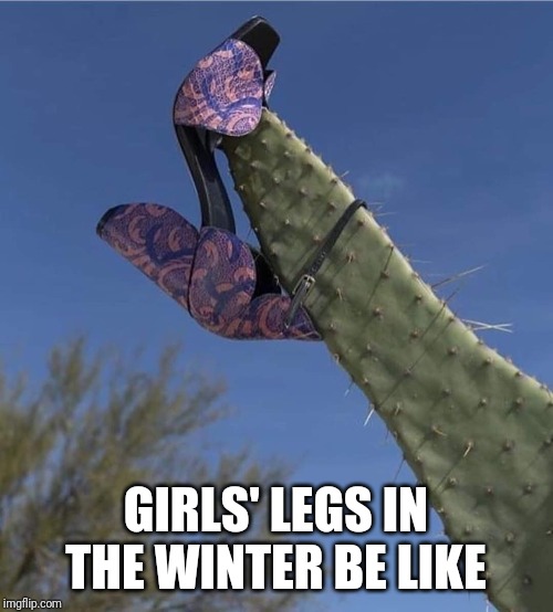GIRLS' LEGS IN THE WINTER BE LIKE | image tagged in winter,women,cactus,shaving,legs | made w/ Imgflip meme maker
