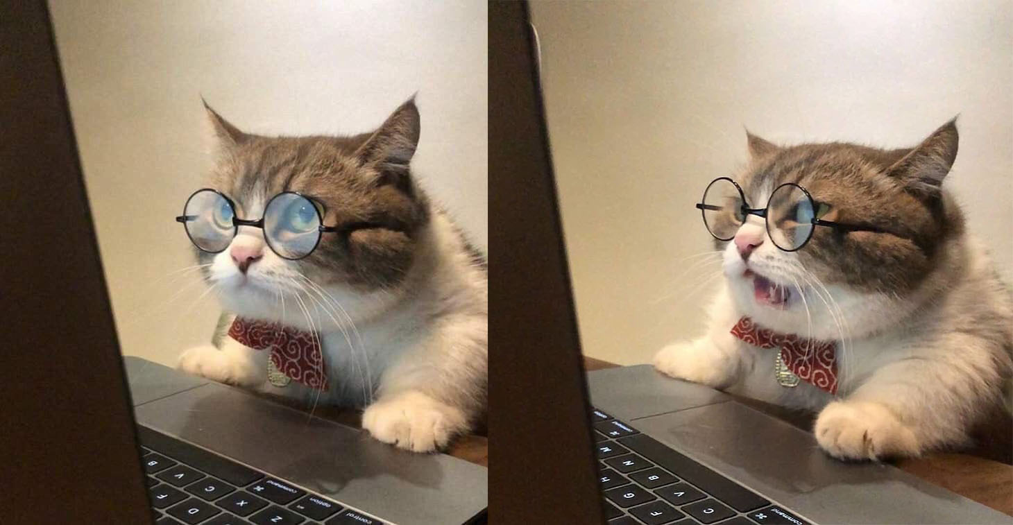 Cat Meme Template