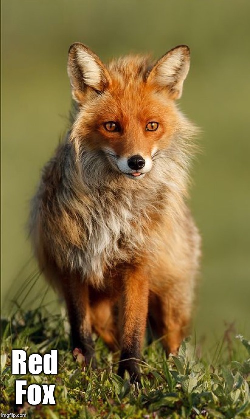 Red Fox | made w/ Imgflip meme maker