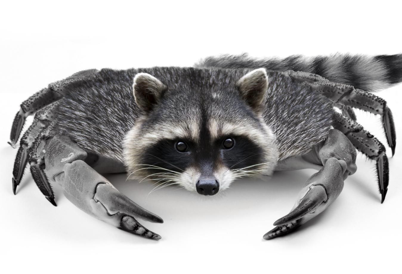 crab raccoon Blank Meme Template