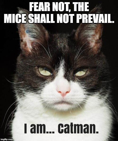 cat man | FEAR NOT, THE MICE SHALL NOT PREVAIL. | image tagged in super hero,cat savior,protector | made w/ Imgflip meme maker