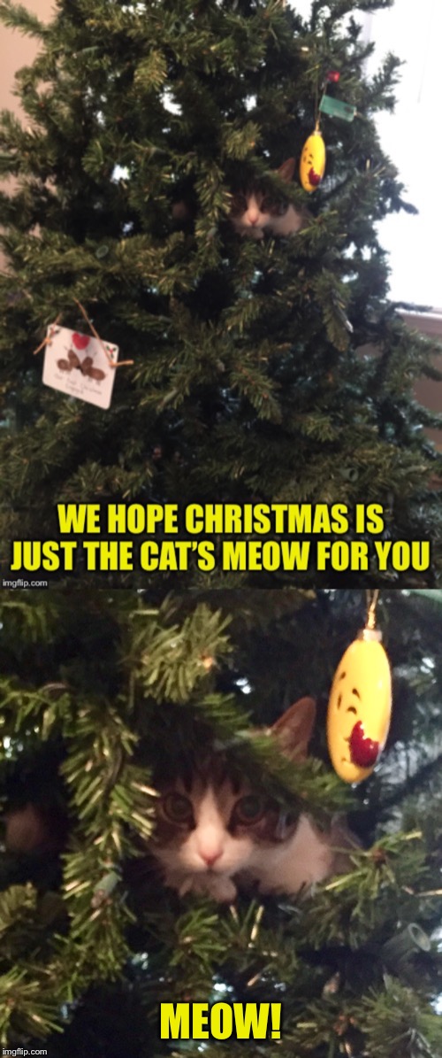 A Very Nittany Christmas Wish | MEOW! | image tagged in nittany,christmas,cat,tree | made w/ Imgflip meme maker