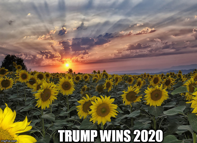 flowers | TRUMP WINS 2020 | image tagged in flowers | made w/ Imgflip meme maker