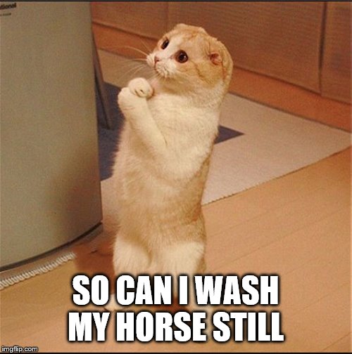 Can I Has Food | SO CAN I WASH MY HORSE STILL | image tagged in can i has food | made w/ Imgflip meme maker