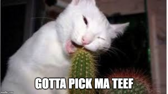 When There's a Toothpick Shortage | GOTTA PICK MA TEEF | image tagged in cat fail | made w/ Imgflip meme maker