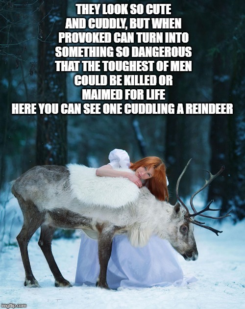 dangerous animal | THEY LOOK SO CUTE AND CUDDLY, BUT WHEN PROVOKED CAN TURN INTO SOMETHING SO DANGEROUS THAT THE TOUGHEST OF MEN COULD BE KILLED OR MAIMED FOR LIFE
HERE YOU CAN SEE ONE CUDDLING A REINDEER | image tagged in reindeer,woman | made w/ Imgflip meme maker