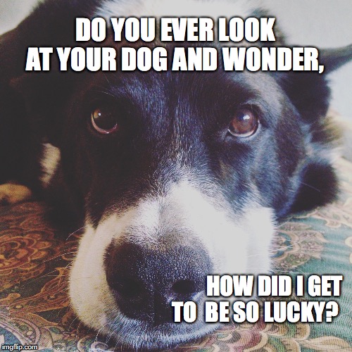 How did I get to be so lucky? | DO YOU EVER LOOK AT YOUR DOG AND WONDER, HOW DID I GET TO  BE SO LUCKY? | image tagged in dogs,dogs pets funny | made w/ Imgflip meme maker
