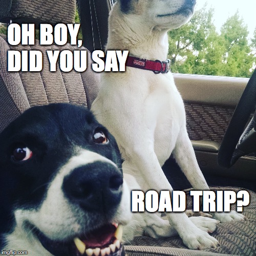 Roadtrip? | OH BOY, 
DID YOU SAY; ROAD TRIP? | image tagged in dogs,travel,dog memes | made w/ Imgflip meme maker