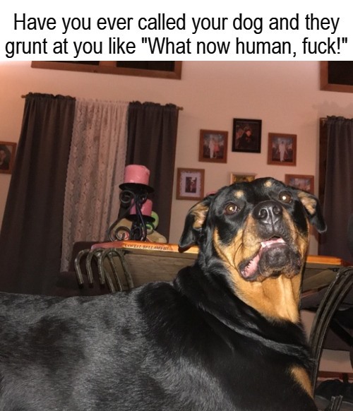 High Quality Dog 99 Problems But a Human Aint One Blank Meme Template