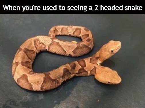 Used To 2 Headed Snakes Blank Meme Template