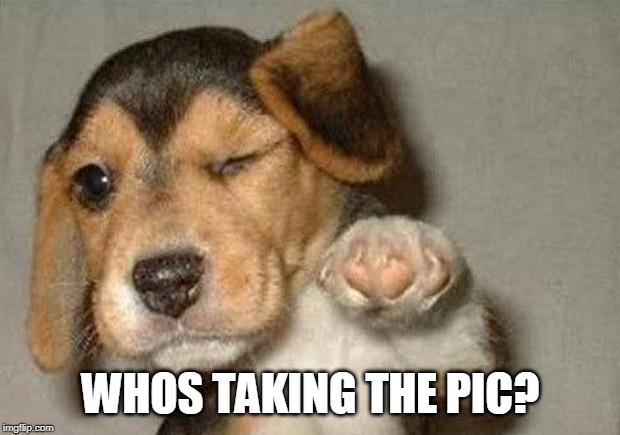 Winking Dog | WHOS TAKING THE PIC? | image tagged in winking dog | made w/ Imgflip meme maker