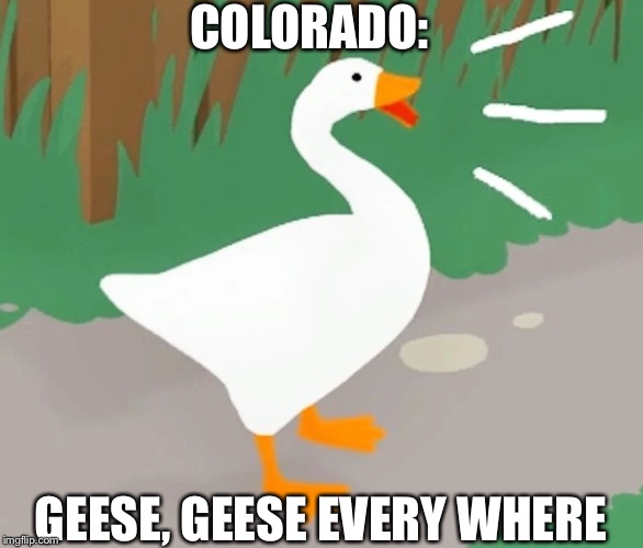 hjonk hjonk am goose | COLORADO:; GEESE, GEESE EVERY WHERE | image tagged in hjonk hjonk am goose | made w/ Imgflip meme maker